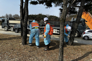영주시, 소나무재선충병 방제용 나무주사 작업