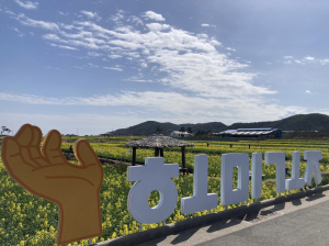포항 호미곶 유채꽃 일제히 꽃망울 활짝
