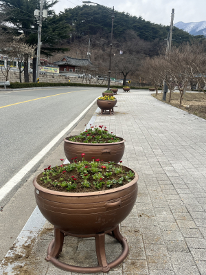 울진, 주요 시가지 봄꽃 7만2천본 식재
