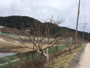 울진군, 가로수 생육환경 개선 사업 추진