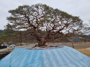 ‘300년 영주 순흥 소나무’ 함양서 발견(?) 경로 추적 중