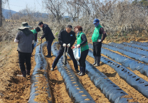 상주 함창읍 새마을지도자회, 감자 심기