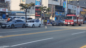 <포토>포항북부소방서, 작은 생명도 소중히 ‘유기견 구하기’