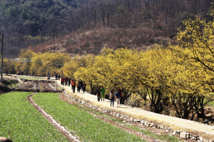 경북도, 성큼 찾아온 봄…경북 곳곳 꽃향기 가득 봄꽃축제 막 오른다