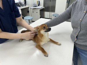 경주시, 4월부터 광견병 무료 예방접종