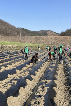 대구시 군위군 새마을지도자회, 사랑의 감자 심기