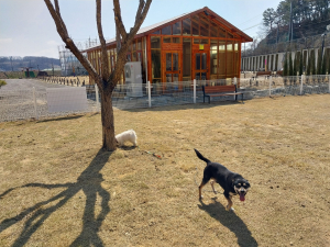 대구 수성구, 매호천길 생각을 담는 정원에 반려견 대기소 운영