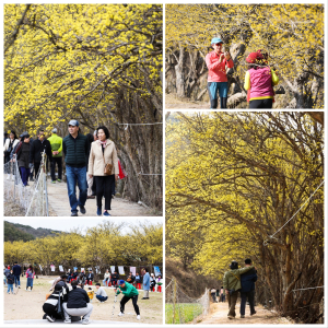 20만명 다녀간 ‘의성 산수유마을꽃맞이’