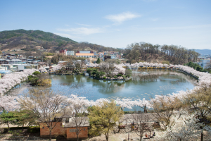 “벚꽃 명소 김천 연화지서 봄 정취 만끽”