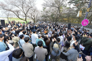 경주 대릉원 벚꽃축제, 14만명 인파 북적