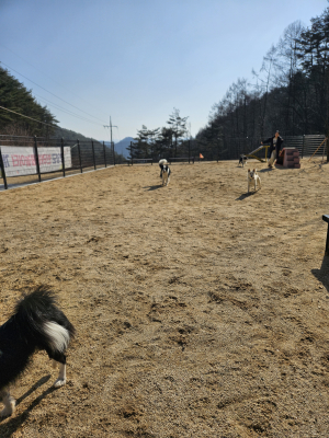 영양, 반려동물 친화 도시로 거듭난다