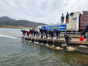 영덕군, 오십천 황금은어 치어 방류