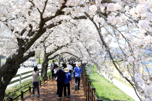 울진 성류굴 보행자 데크, 벚꽃 만개로 장관