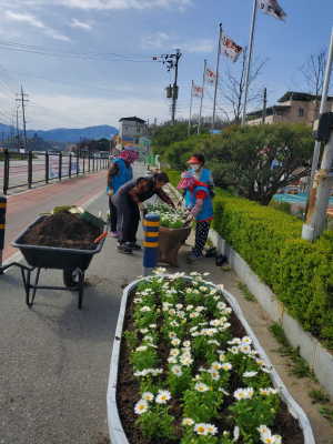 김천 농소면, 도로변 마가렛 400본 식재