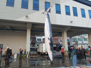 울진해경, 백석항 인근 해상 밍크고래 혼획 접수