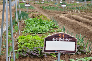 대구 동구, 대림동 공영텃밭 교육 프로그램 운영