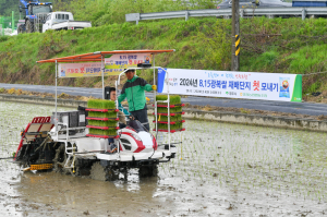 영주시, 8.15 광복쌀 재배단지 ‘첫 모내기’ 실시