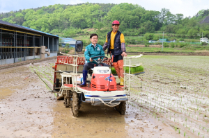 고령군, 풍년 기원 첫 모내기