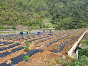 영양군 청기면사무소, 농촌일손돕기 진행