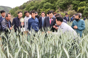 경주시, 트리티케일 품종육종 1차년도 평가보고회 가져
