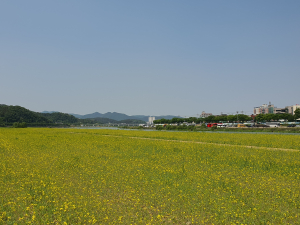 경주 형산강변 황금빛 유채꽃 물결 넘실