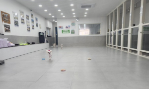 ‘반려동물 메카 구미’…입양ㆍ놀이 한곳에