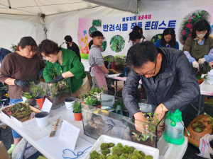 대구시 동구, 불로화훼 봄꽃축제