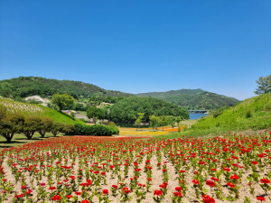 안동시, 선성현문화단지 산성공원에 꽃동산 조성