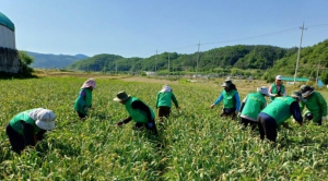 대구 군위군 산성면 새마을남녀지도자회, 마늘쫑 뽑기 일손돕기