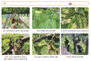 김천시, 과수농가에 화상병 주의보