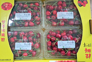 대구시 동구, ‘새콤달콤’ 상동체리 첫 출하