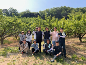 김천시 건설도시과, 농소면 자두농가 농촌일손 돕기 추진