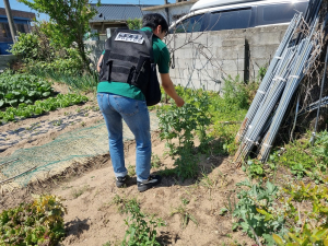 울진해경, 대마 등 마약류 범죄 집중단속