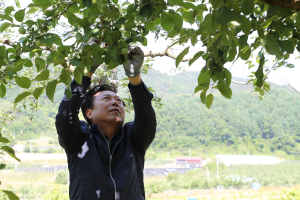 권기창 안동시장, 봄철 농촌일손돕기