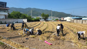 고령군 성산면, 합동 농촌일손돕기 실시