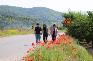 청도군 이서면, 명품 꽃양귀비길 조성