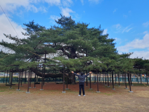 “6월엔 석송령 보러 예천으로 나들이”