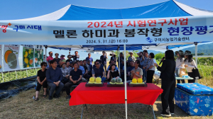 구미시, 멜론 하미과 봄작형 현장 평가회
