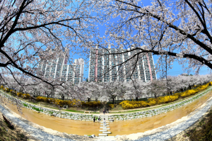 영주 벚꽃길 사진 수상작 선정 대중성ㆍ완성도 등 고려한 10편