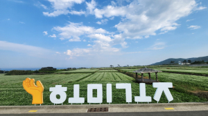 포항 호미곶 대보리 일원 순백의 메밀꽃 넘실