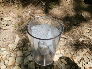 경북도산림환경연구원, 솔잎혹파리 친환경 방제로 소나무 지키기