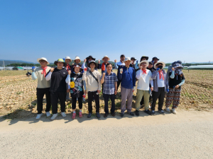김천시 조마면, 양파 재배 농가 일손돕기