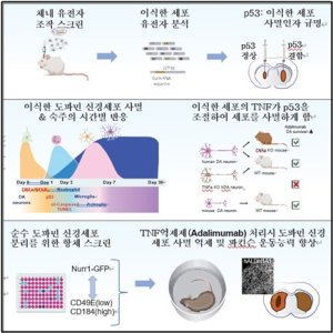 파킨슨병 치료 혁신 DGIST 김태완 교수, 줄기세포 이식 성공률 높일 중요 단서 발견으로 ‘Cell’ 논문 게재