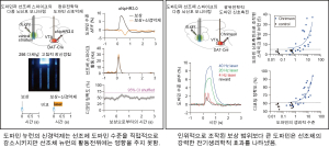 DGIST 이광 교수팀, 기존 학설과 다른 도파민의 새로운 신경 법칙 제안