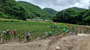 안동시 용상동 자생단체, 예안면 계곡리 일원 수해복구 손길