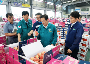 ‘과일의 고장 영천’ 여름과일 출하