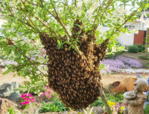 칠곡군서 자연 분봉 꿀벌 군집 발견