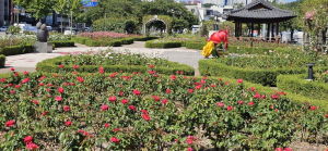 포항 도심 곳곳 장미꽃 만개…볼거리 선사