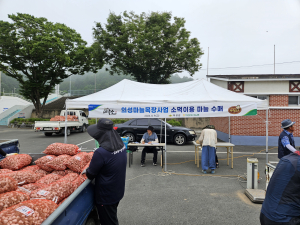 의성군, 가축 사료용 한지형 마늘 36톤 수매