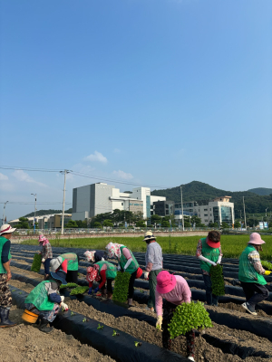 군위읍 새마을지도자회, ‘사랑나눔 배추 심기’행사로 이웃사랑 실천